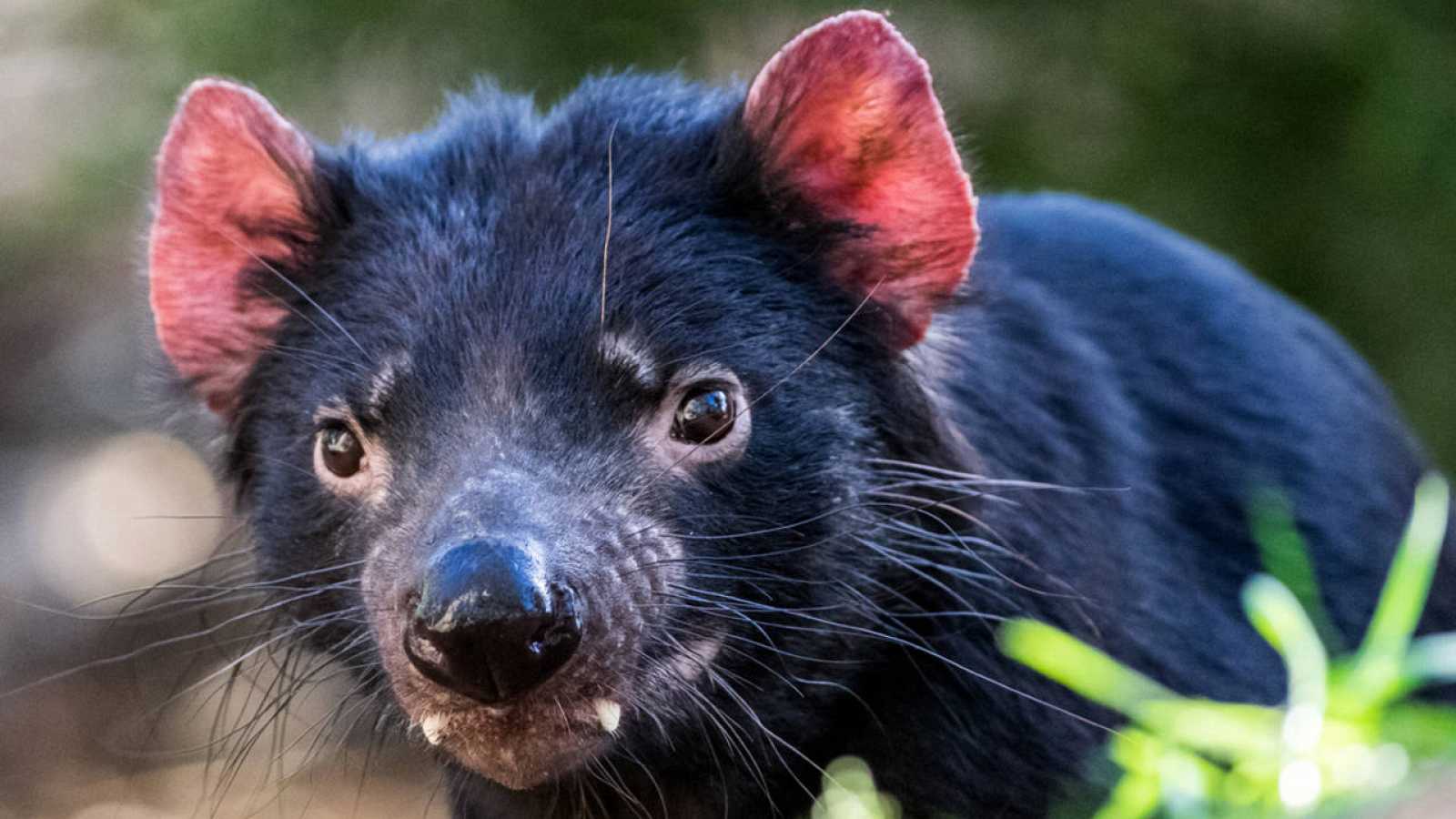 Los diablos de Tasmania ayudan a controlar la extinción de muchas especies de mamíferos.