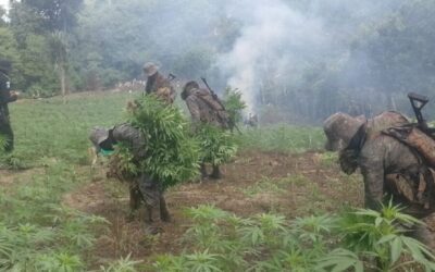 Erradican 168 mil matas de marihuana en Melchor de Mencos, Petén
