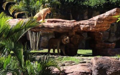 Remozamiento del recinto de los leones africanos en el Zoo La Aurora