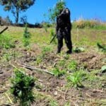 PNC localiza y erradica 29 mil matas de marihuana en Totonicapán