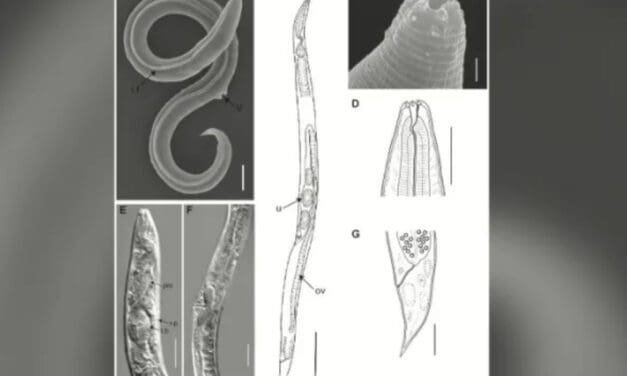 Reviven a un gusano que estuvo 46,000 años congelado en el permafrost siberiano