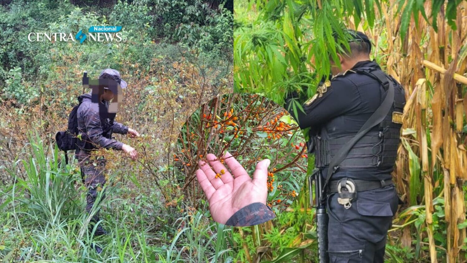 PNC encuentra plantaciones de coca y marihuana en operativo de fin de semana