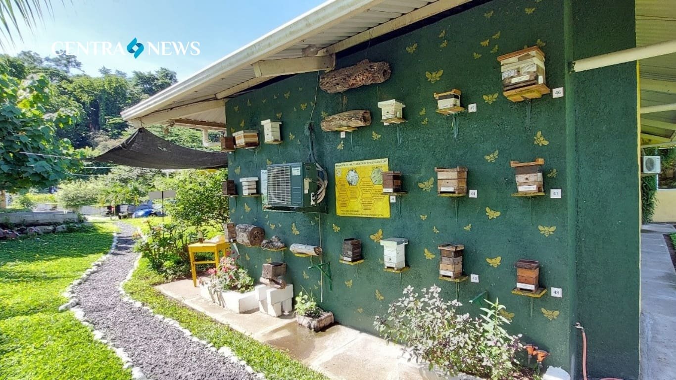 EE. UU. promueve la cría de abejas nativas sin aguijón para impulsar la economía, cultura y sostenibilidad