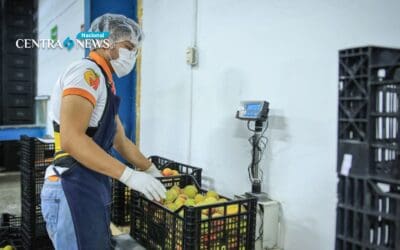 Guatemala envía su primer lote de melocotones a México