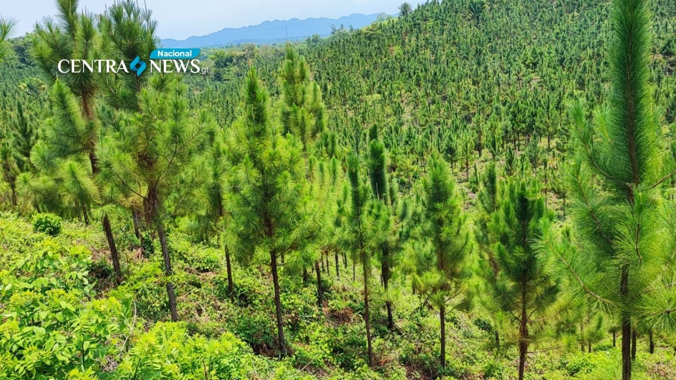 Incentivos forestales apoyan el desarrollo de la economía local en Guatemala