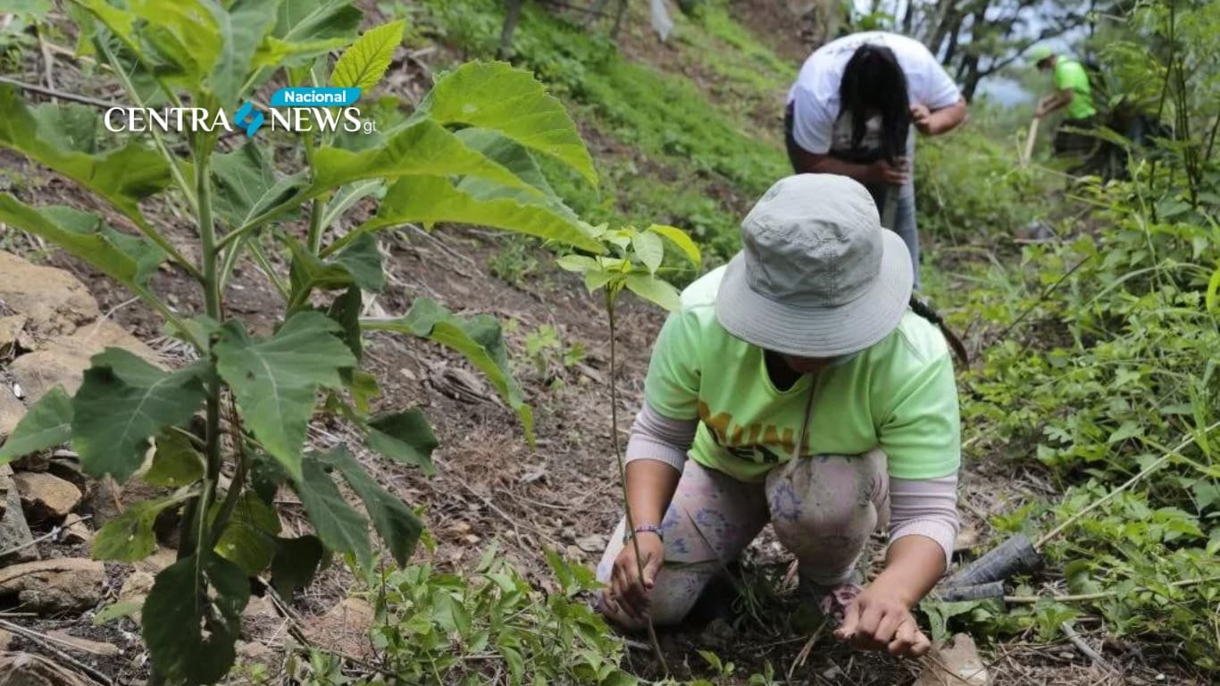 Incentivos forestales impulsan el crecimiento económico del país