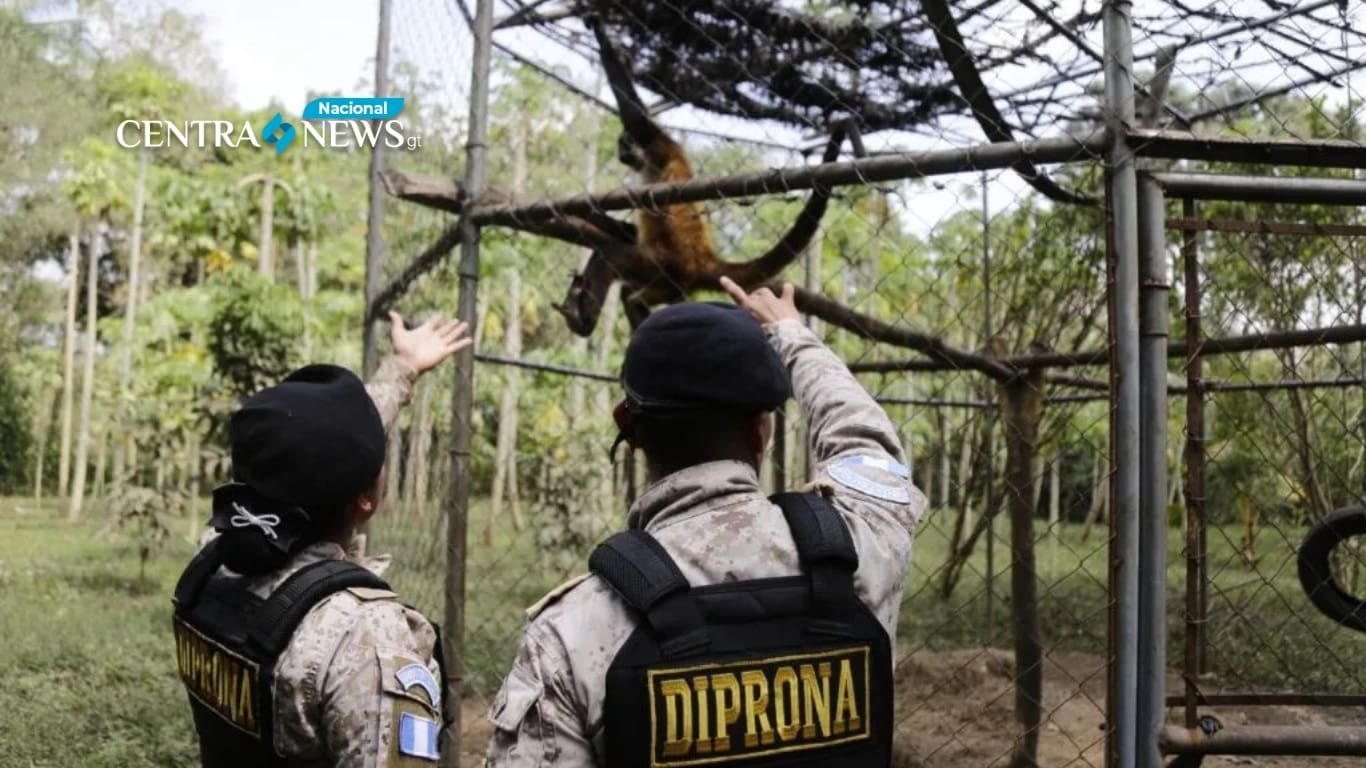 Fuerzas de seguridad fortalecen la protección de la flora y fauna en Guatemala