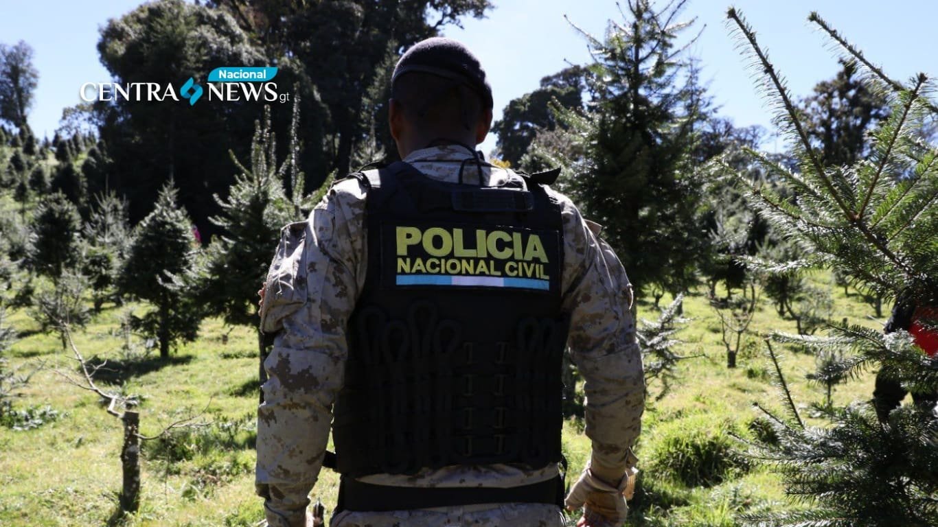 Operativos contra tráfico ilegal de pinabete se intensifican