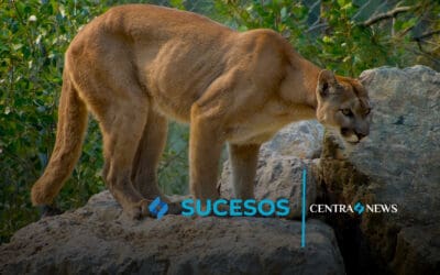 Puma en peligro de extinción es visto en el Volcán de Agua en Guatemala