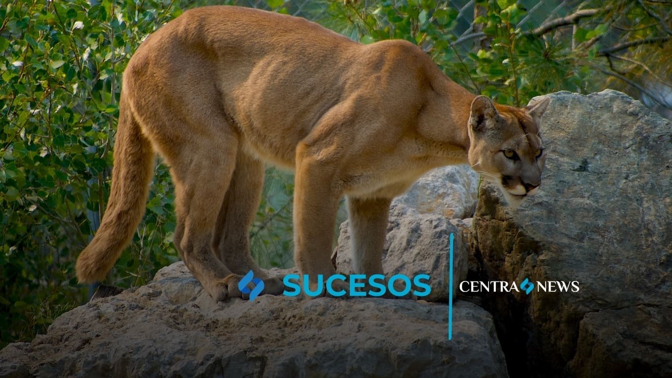 Puma en peligro de extinción es visto en el Volcán de Agua