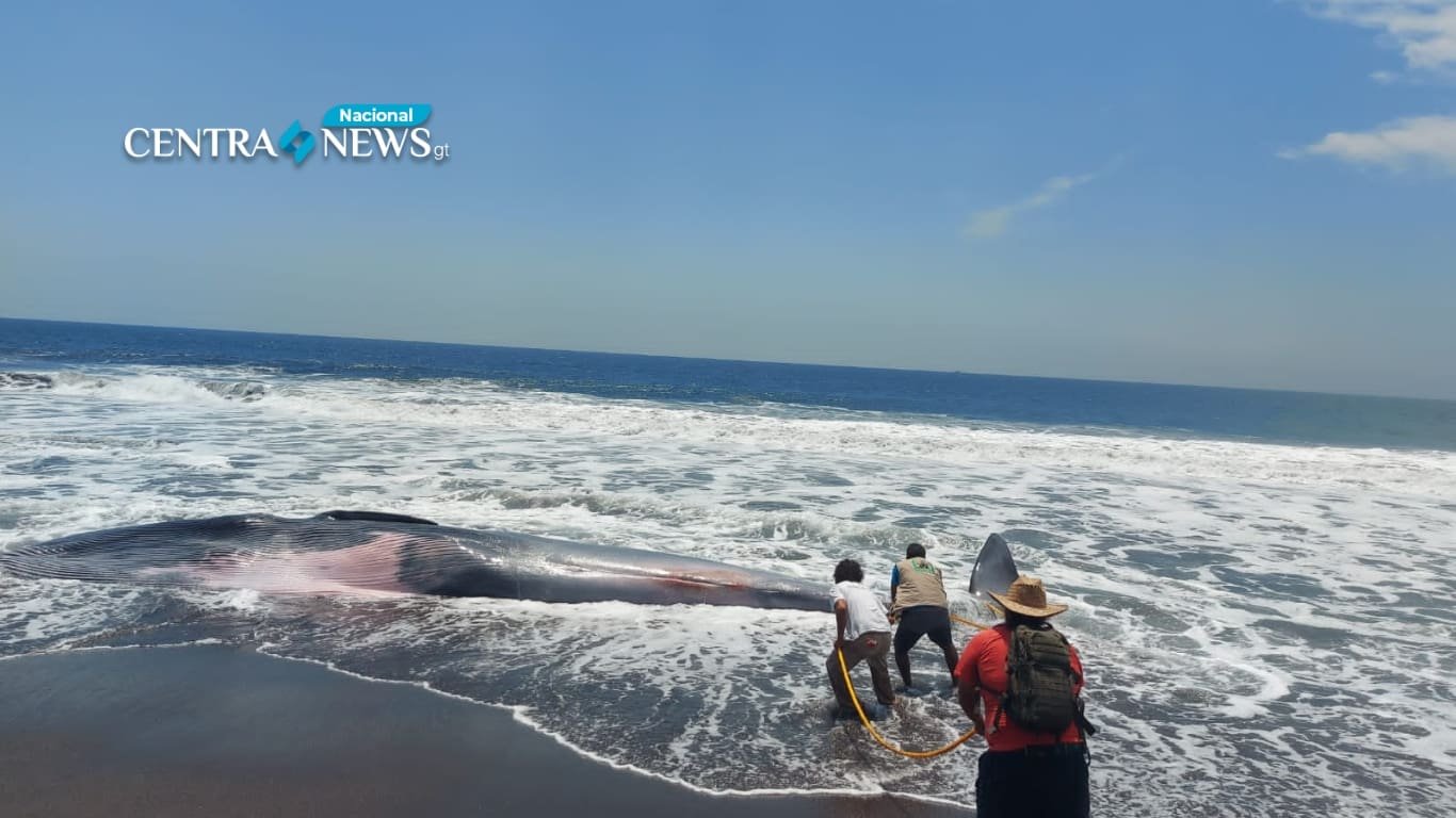 Localizan ballena varada en la Aldea Hawaii