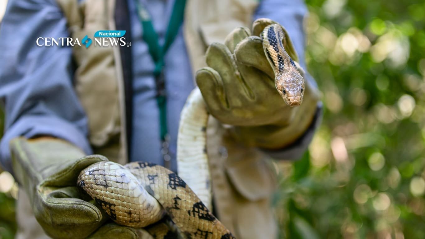 Retornan a su hábitat natural 19 ejemplares de fauna silvestre