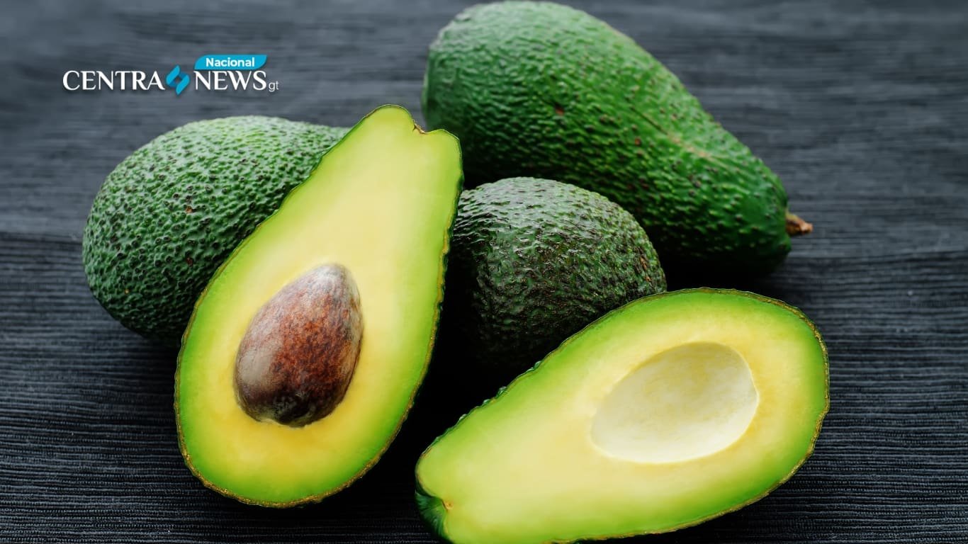 El aguacate hass guatemalteco podría llegar pronto a EE. UU.