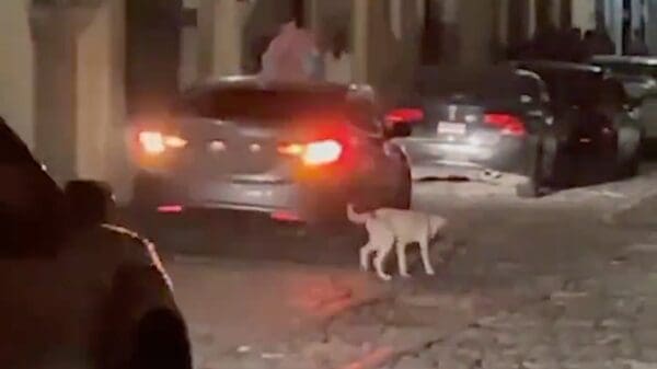 Indignación por el abandono de un perro en las calles de Antigua Guatemala
