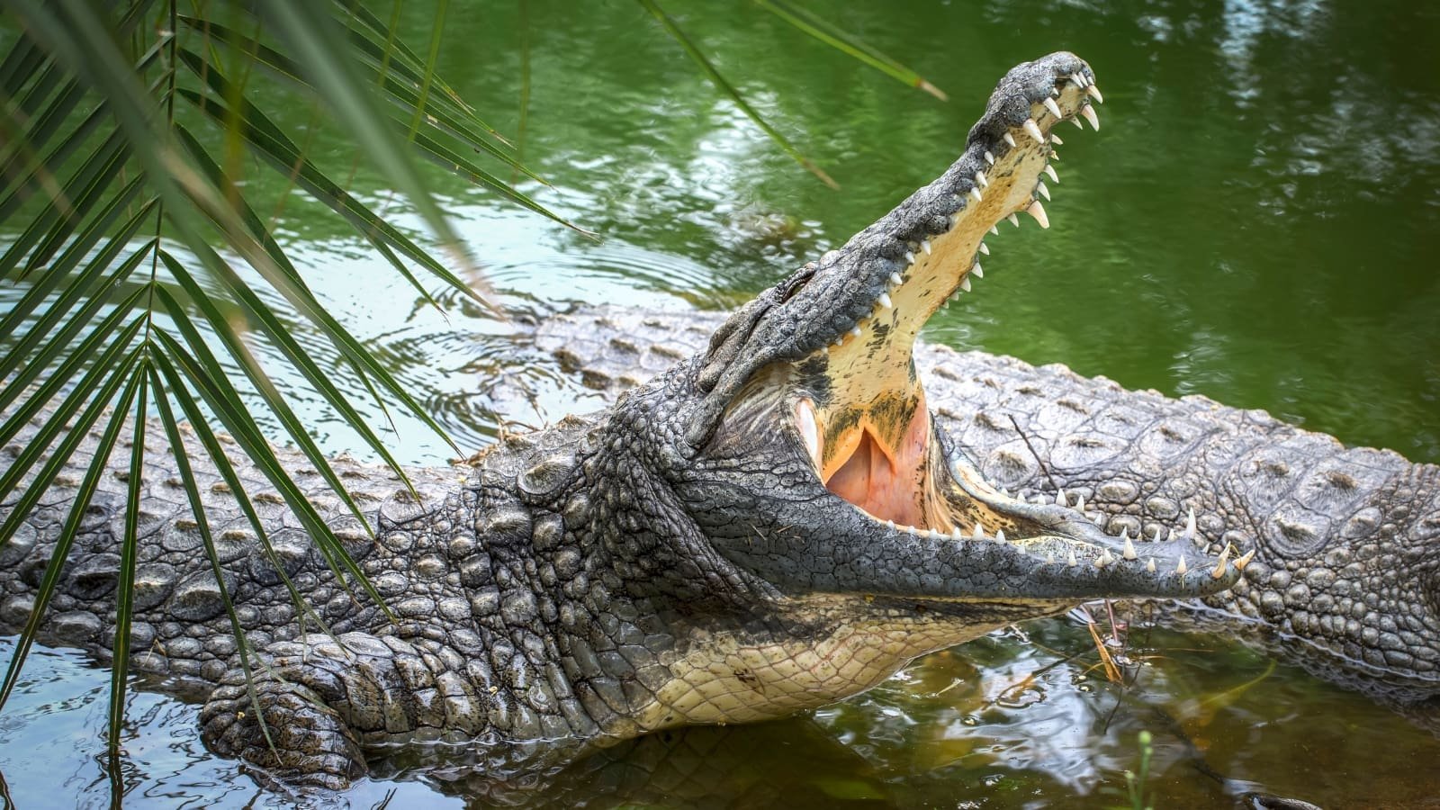 CONAP confirma más ataques de cocodrilos en Petén