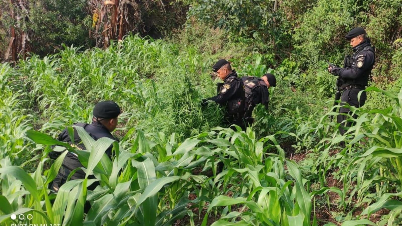 Descubren plantación masiva de marihuana en Totonicapán