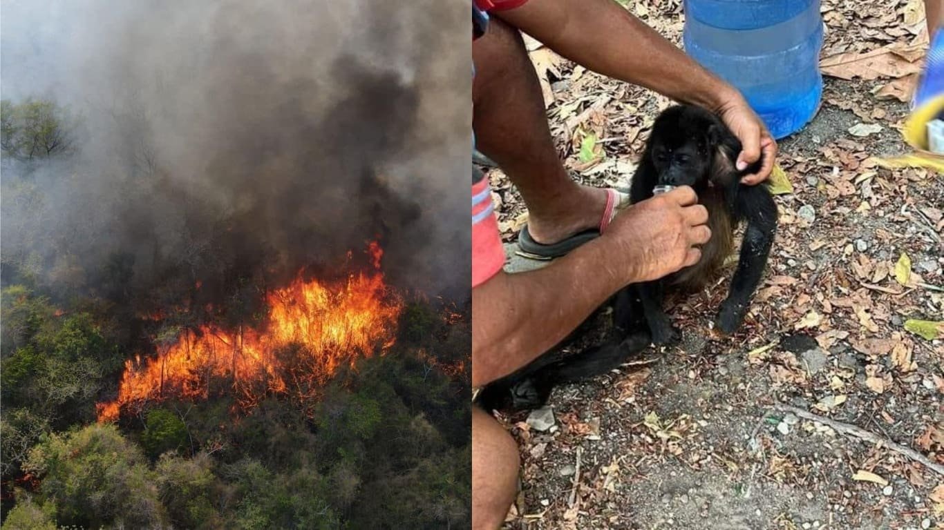 Incendios forestales devastan áreas protegidas en Petén