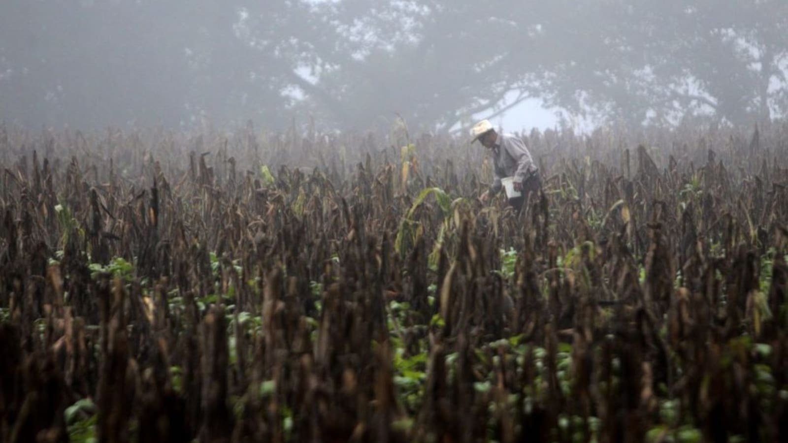 Sequía por El Niño agravan situación alimentaria en Centroamérica