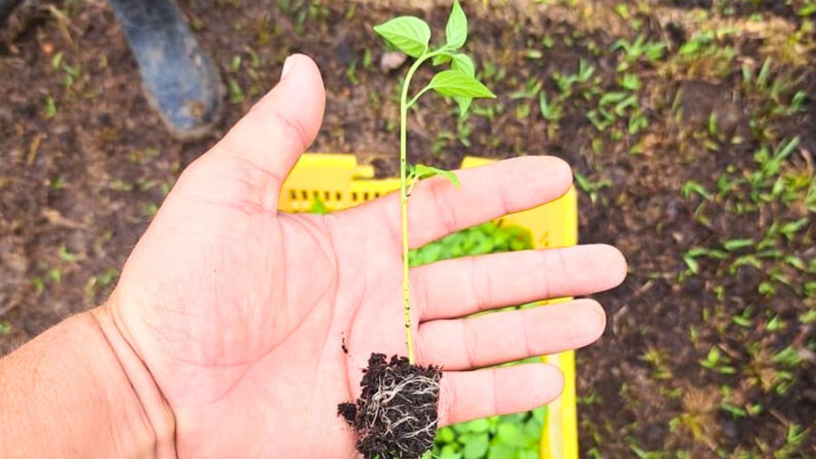 Entregan pilones de diferentes variedades de chiles a productores de Petén