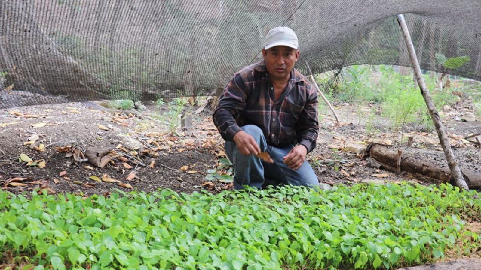 Lanzan proyecto forestal para el departamento de Petén