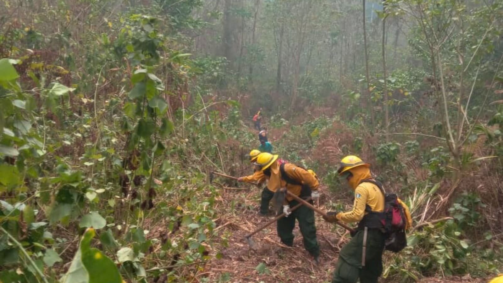 Más de 44,000 hectáreas de bosques y flora dañadas en lo que va de la temporada