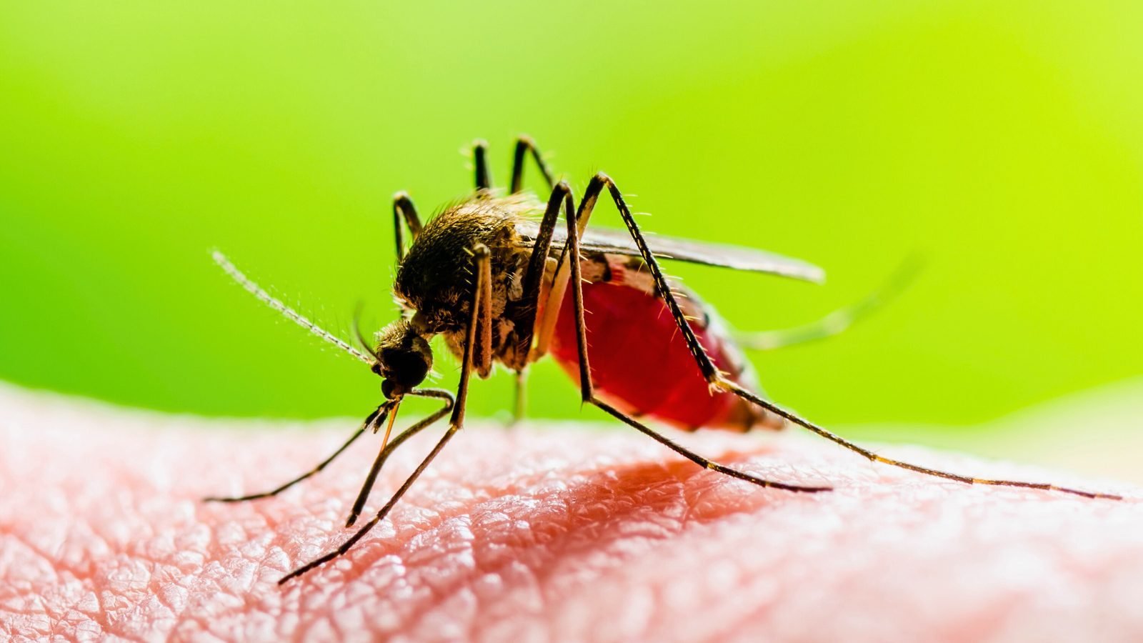 Ministerio de Salud refuerza medidas para prevenir el dengue
