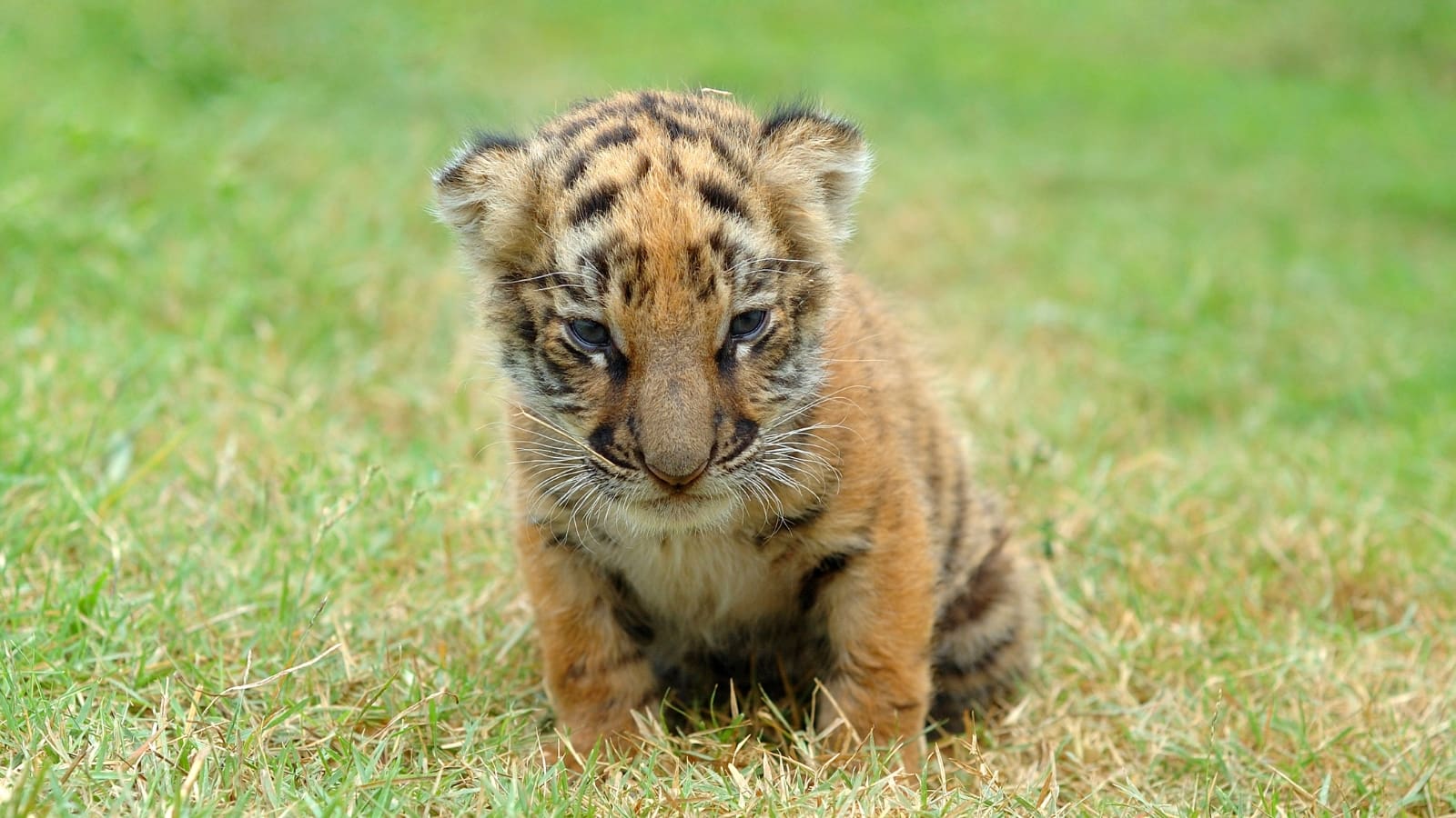 Polémica por anuncio de venta de tigres registrados en redes sociales