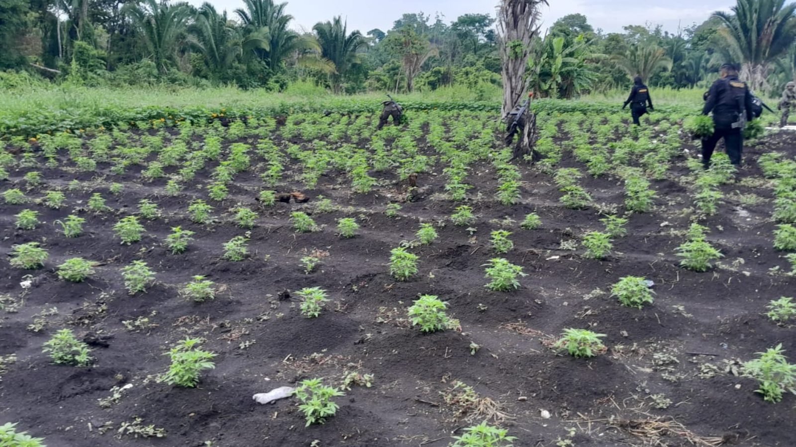 PNC destruye vivero con 250 mil plantas de marihuana en Petén