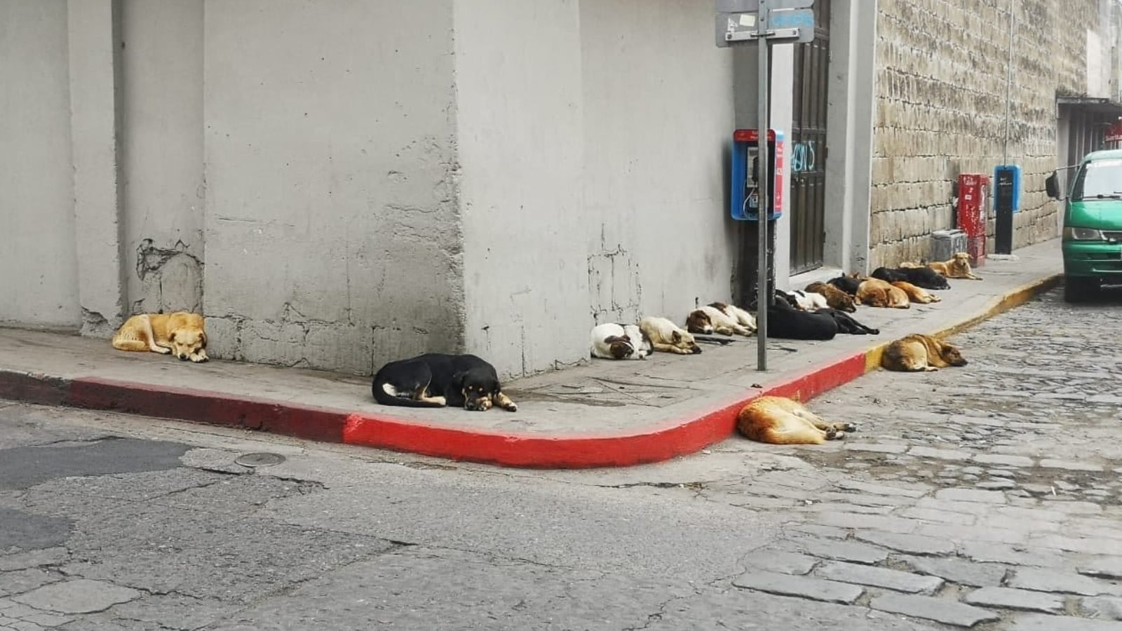 Autoridades de Quetzaltenango aplicarán eutanasia a perros callejeros catalogados peligrosos