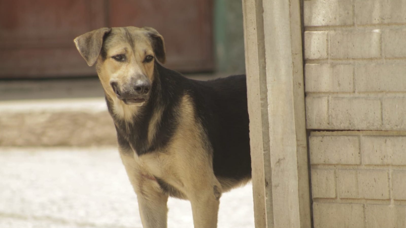 Quetzaltenango implementará medidas de control para perros callejeros, incluida la esterilización