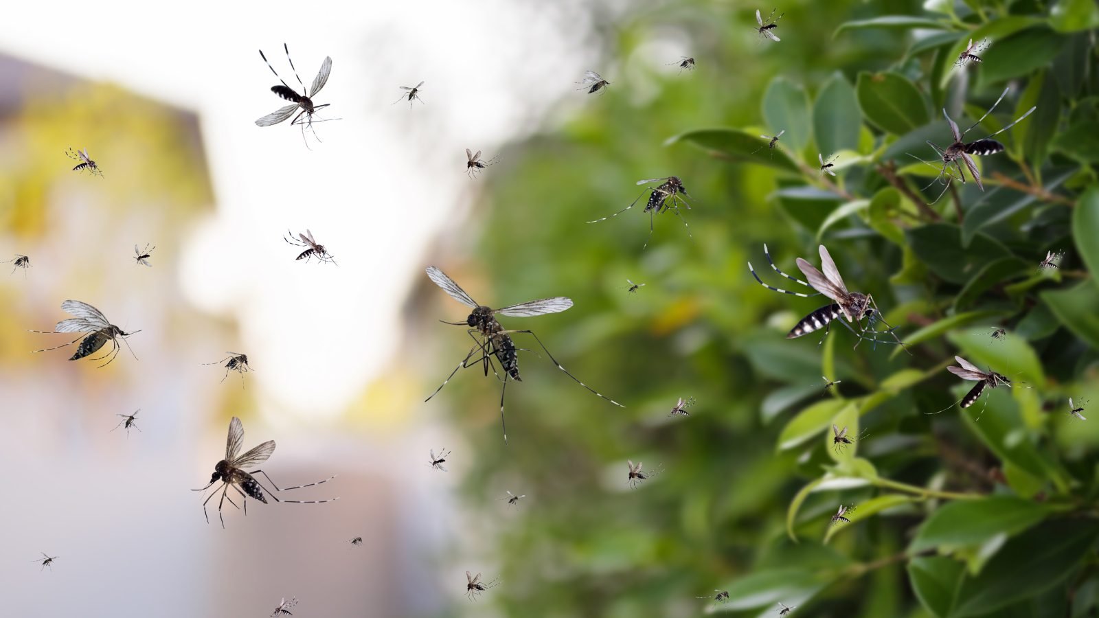 Así está la situación en Guatemala Muertes por dengue aumentan un 220%