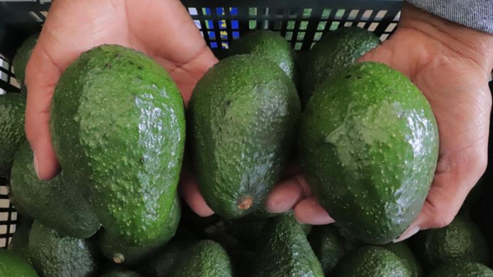 Guatemala lista para conquistar el mercado de Estados Unidos con aguacate Hass