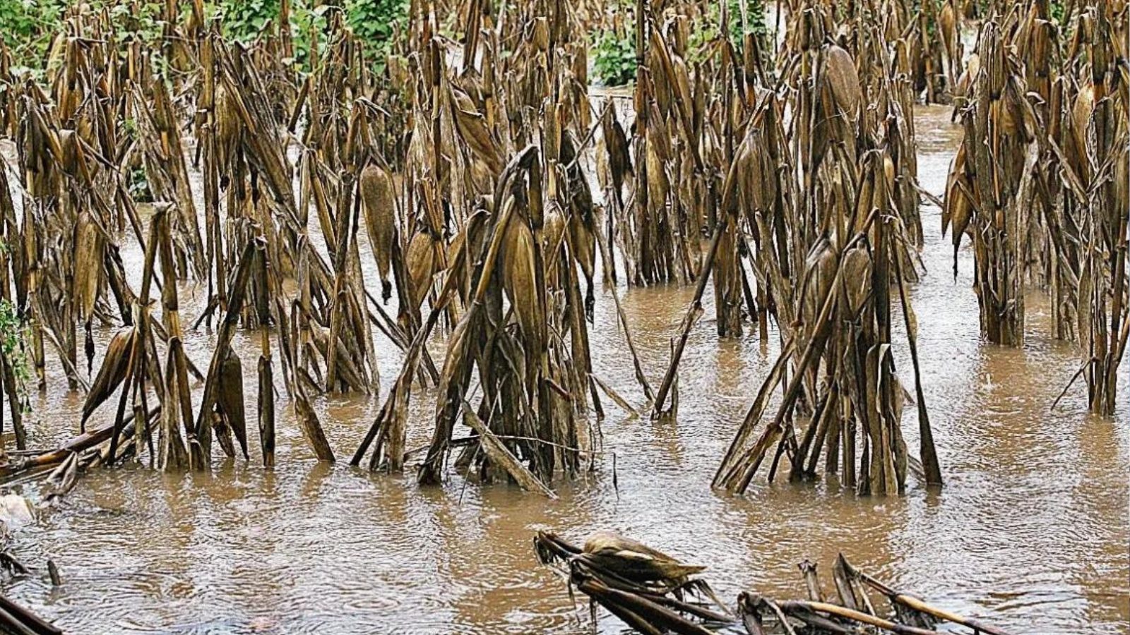 MAGA emite alerta por lluvias y llama a proteger cultivos