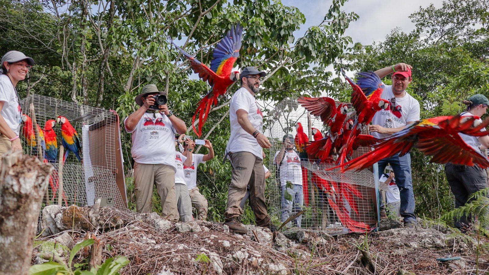 Regresan a la selva 19 guacamayas rojas liberadas en el Parque Nacional Sierra del Lacandón