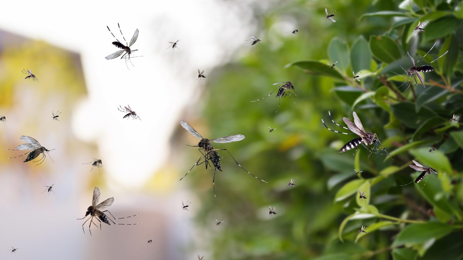 Hospital Roosevelt reporta 8 a 10 casos graves de dengue en niños cada día