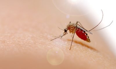 Dengue en cifras alarmantes 192 muertes y más de 177,000 casos en lo que va del año