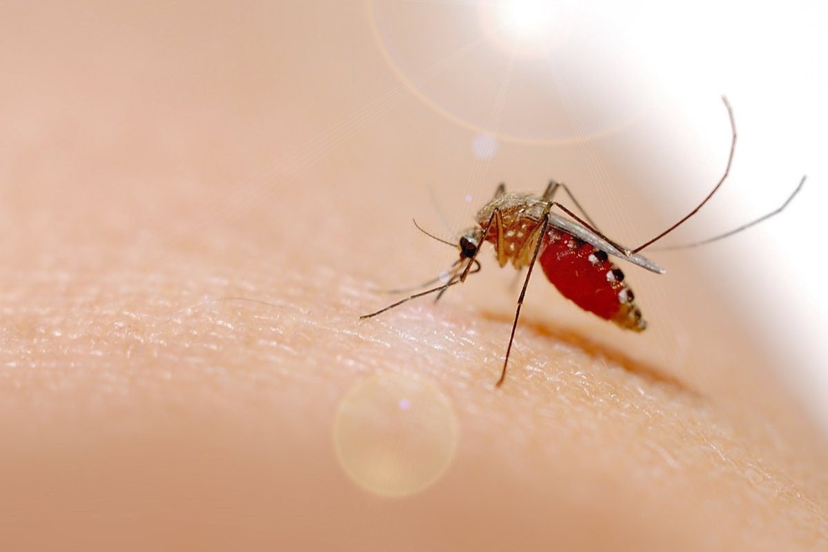 Dengue en cifras alarmantes 192 muertes y más de 177,000 casos en lo que va del año