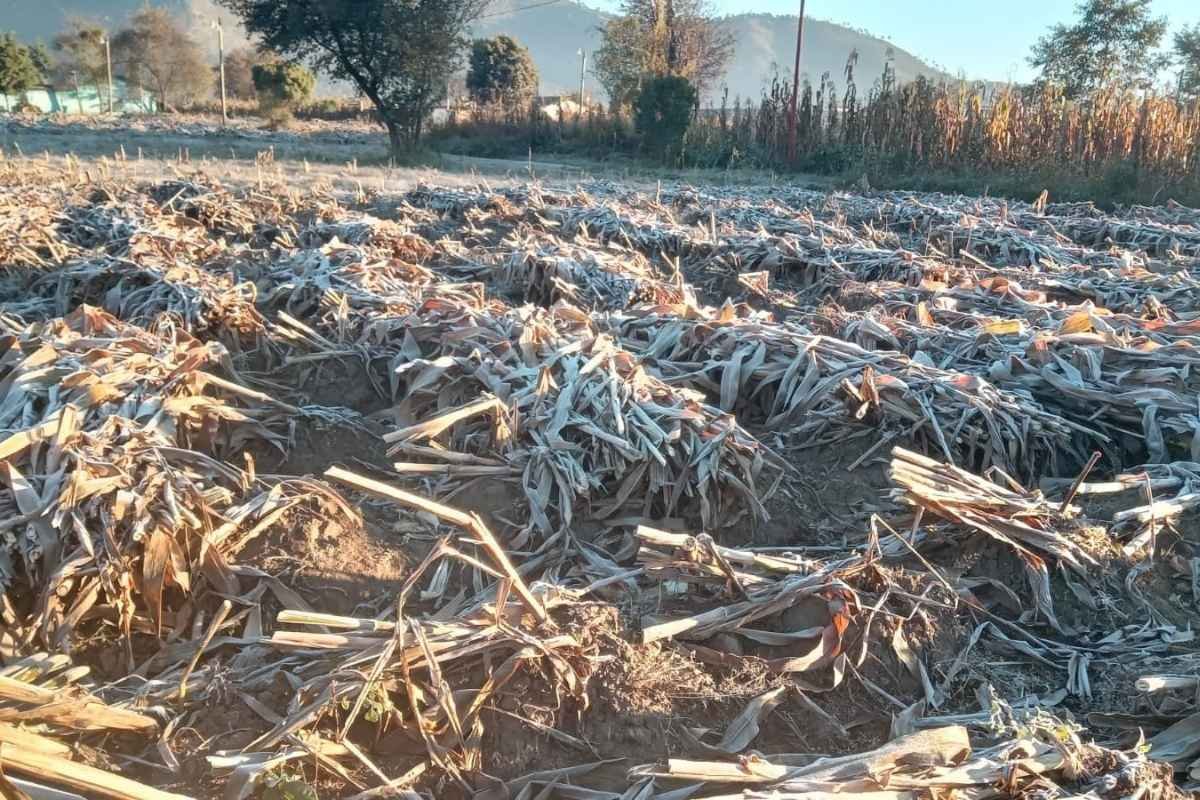 Escarcha en Xela Frío extremo despide noviembre