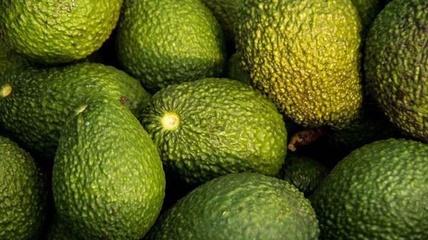 Guatemala obtiene autorización para exportar aguacate Hass a Estados Unidos