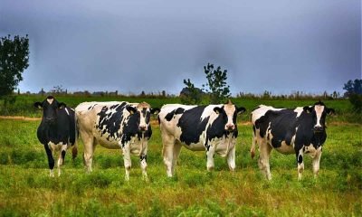 Gusano barrenador afecta a 14 animales en Izabal