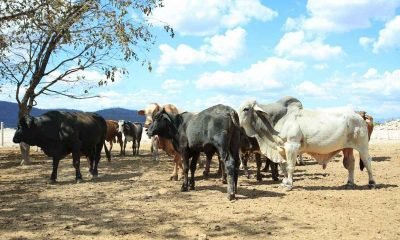 Izabal en alerta Confirman 17 casos de gusano barrenador en ganado