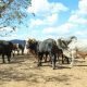 Izabal en alerta Confirman 17 casos de gusano barrenador en ganado