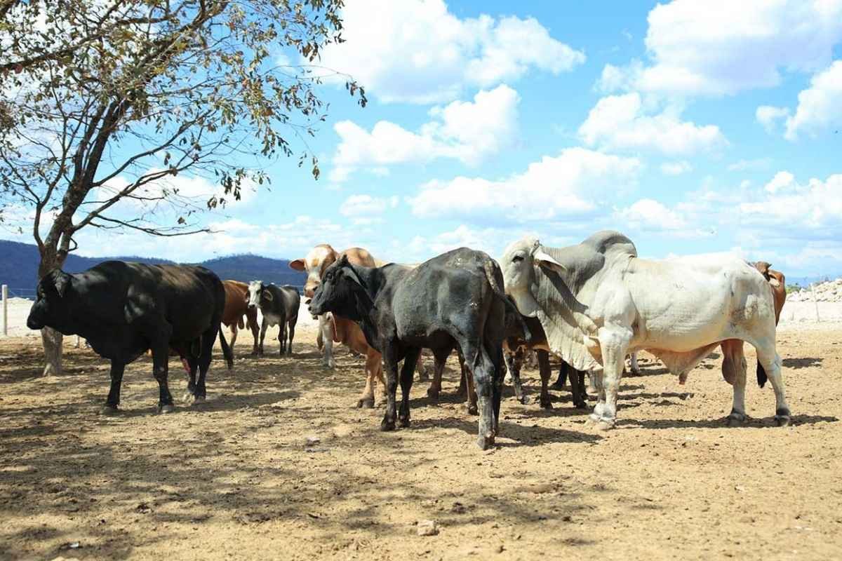 Izabal en alerta Confirman 17 casos de gusano barrenador en ganado