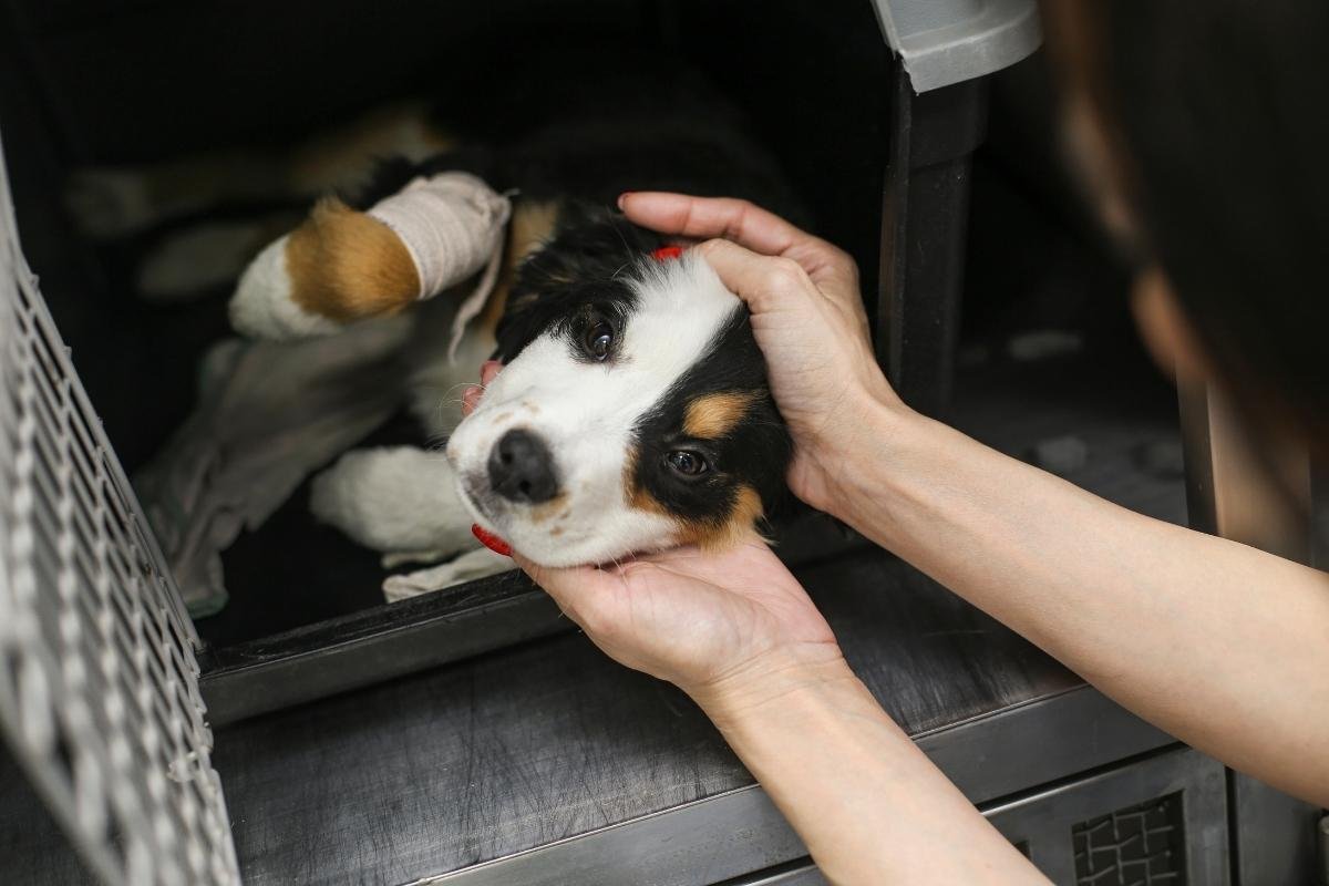 Municipalidad de Antigua Guatemala refuerza la protección animal con nuevo reglamento