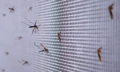 Dengue en Guatemala Muertes alcanzan las 196 en medio de nuevo repunte