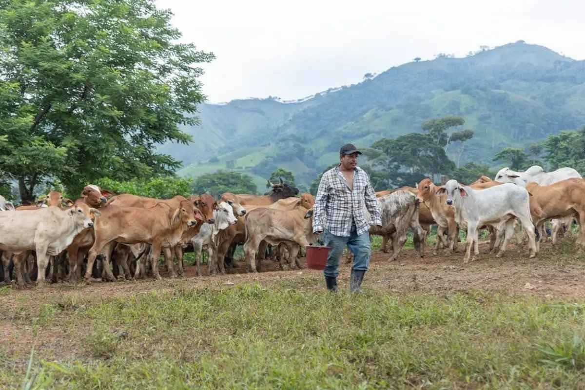 Guatemala intensifica control ante brote de gusano barrenador 69 casos registrados