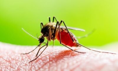 Guatemala suma 230 muertes por dengue en el inicio de 2025