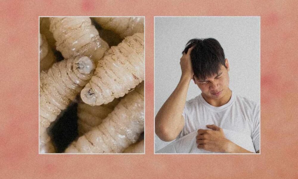 Alerta en Guatemala por nuevos casos humanos del gusano barrenador del ganado