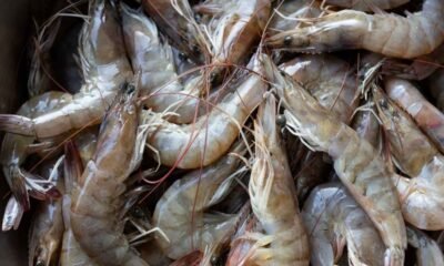 Veda de camarón vigente prohíben pesca hasta junio