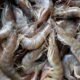 Veda de camarón vigente prohíben pesca hasta junio